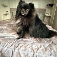 Spitz di Pomerania maschio per monta