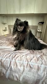 Spitz di Pomerania maschio per monta