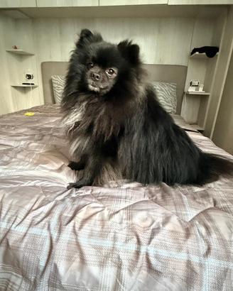 Spitz di Pomerania maschio per monta