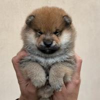 Shiba Inu originali