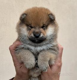 Shiba Inu originali