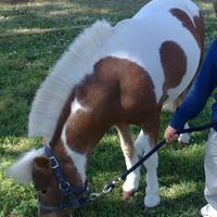 Mini cavallo ( pony) in affidamento ( leggere)