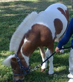 Mini cavallo ( pony) in affidamento ( leggere)
