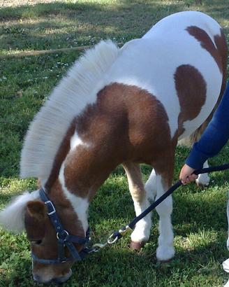 Mini cavallo ( pony) in affidamento ( leggere)