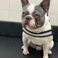 Bulldog francese per accoppiamento