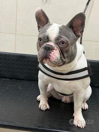 Bulldog francese per accoppiamento