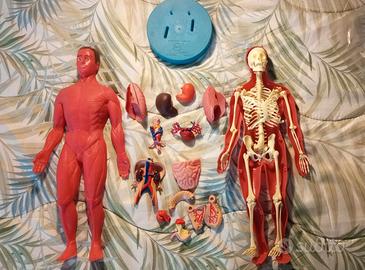 "Esplorando il corpo umano" - Modello anatomico