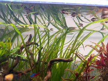 Pesci guppy avanotti