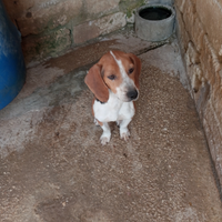 Cani da caccia Beagle