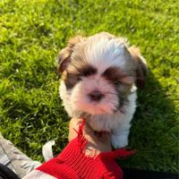 ShihTzu disponibili