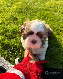 ShihTzu disponibili