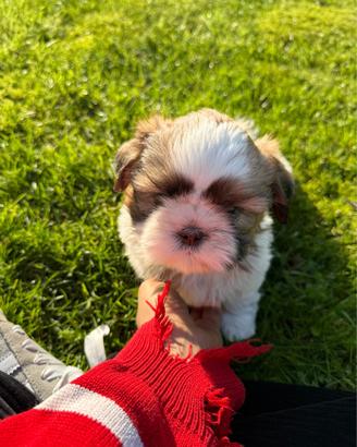 ShihTzu disponibili