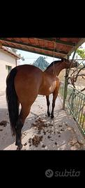 Cavalla pre