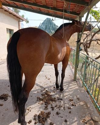 Cavalla pre