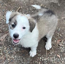 Cucciolotta femmina