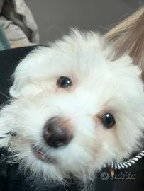 Cucciolo Maltese