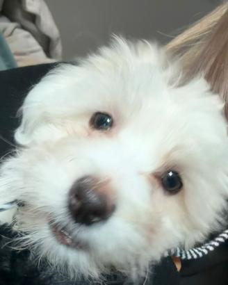 Cucciolo Maltese