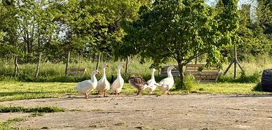Oche giovani coppie di diverse specie