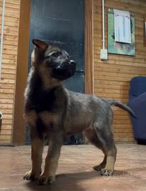 Cucciola Pastore Tedesco (Grigione)