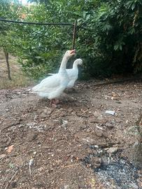 Animali