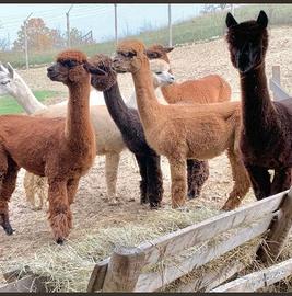 Alpaca