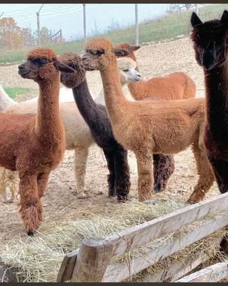 Alpaca