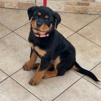 Cucciola di rottwailer
