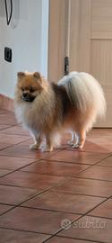 Spitz pomerania maschio