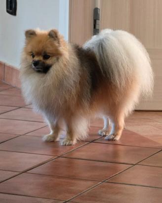 Spitz pomerania maschio