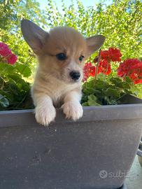Corgi Pembroke