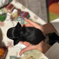 Chihuahua pl piccolissimi