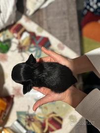 Chihuahua pl piccolissimi