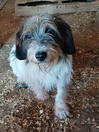 Cane da caccia