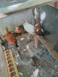 galline nane