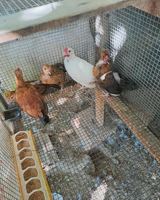 galline nane