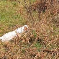 Setter inglese