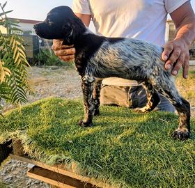 Cucciolo breton