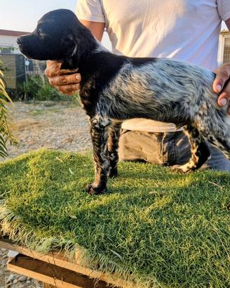 Cucciolo breton