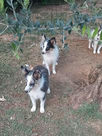 pastore shetland il piccolo lassie in miniatura 