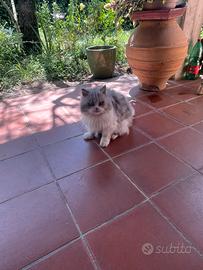 Gatta adulta persiano