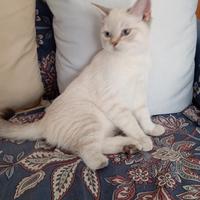 Gatto cucciolo 4 mesi