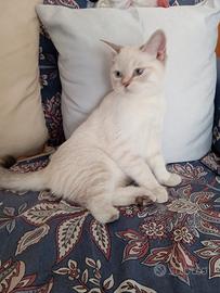 Gatto cucciolo 4 mesi