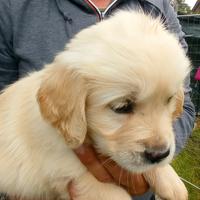 Cuccioli di Golden Retriever