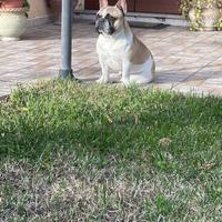 Bulldog Francese per monta