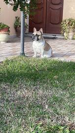 Bulldog Francese per monta