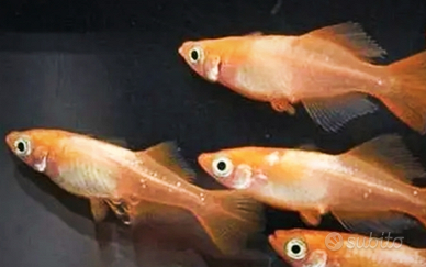 Pesci Medaka (youkihi tolenko)