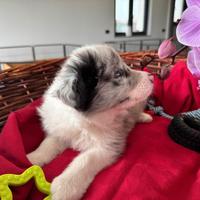 Femminuccia Border collie Blue Merle