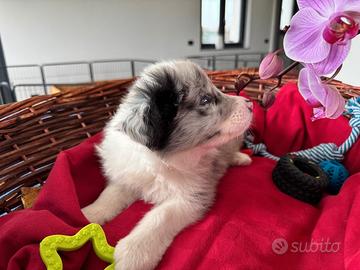 Femminuccia Border collie Blue Merle
