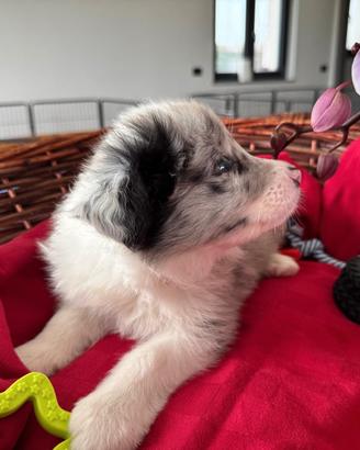 Femminuccia Border collie Blue Merle