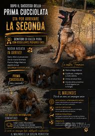 Pastore belga malinois